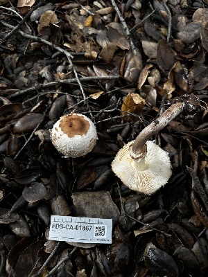  ( - FDS-CA-01867)  @11 [ ] by-nc (2024) Aaron Tupac Fungal Diversity Survey