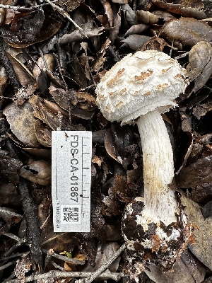  ( - FDS-CA-01867)  @11 [ ] by-nc (2024) Aaron Tupac Fungal Diversity Survey