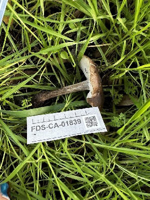  ( - FDS-CA-01839)  @11 [ ] by-nc (2024) Aaron Tupac Fungal Diversity Survey