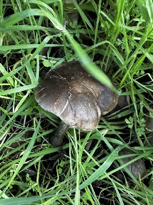  ( - FDS-CA-01839)  @11 [ ] by-nc (2024) Aaron Tupac Fungal Diversity Survey