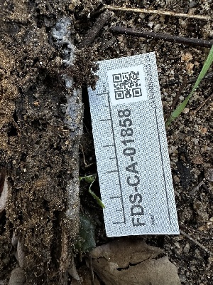  (Xenasmataceae - FDS-CA-01858)  @11 [ ] by-nc (2024) Aaron Tupac Fungal Diversity Survey
