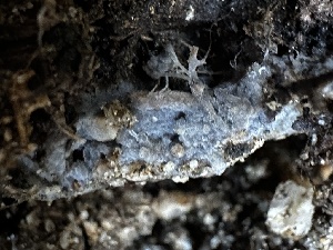  ( - FDS-CA-01858)  @11 [ ] by-nc (2024) Aaron Tupac Fungal Diversity Survey