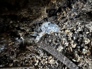  ( - FDS-CA-01858)  @11 [ ] by-nc (2024) Aaron Tupac Fungal Diversity Survey