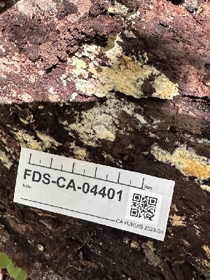  ( - FDS-CA-04401)  @11 [ ] by-nc (2024) Aaron Tupac Fungal Diversity Survey