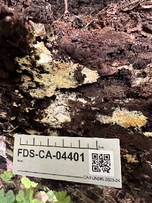  ( - FDS-CA-04401)  @11 [ ] by-nc (2024) Aaron Tupac Fungal Diversity Survey