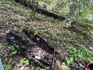  ( - FDS-CA-04401)  @11 [ ] by-nc (2024) Aaron Tupac Fungal Diversity Survey