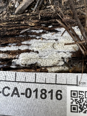  ( - FDS-CA-01816)  @11 [ ] by-nc (2024) Aaron Tupac Fungal Diversity Survey