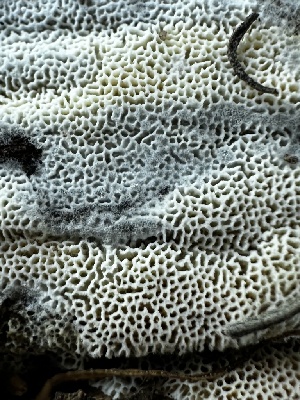  ( - FDS-CA-01816)  @11 [ ] by-nc (2024) Aaron Tupac Fungal Diversity Survey