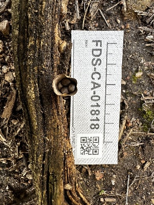  ( - FDS-CA-01818)  @11 [ ] by-nc (2024) Aaron Tupac Fungal Diversity Survey