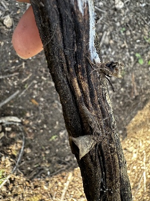  ( - FDS-CA-01818)  @11 [ ] by-nc (2024) Aaron Tupac Fungal Diversity Survey