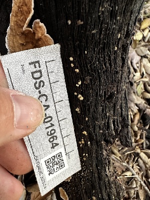  ( - FDS-CA-01964)  @11 [ ] by-nc (2024) Aaron Tupac Fungal Diversity Survey