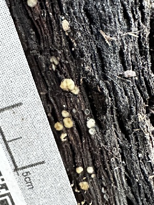  ( - FDS-CA-01964)  @11 [ ] by-nc (2024) Aaron Tupac Fungal Diversity Survey