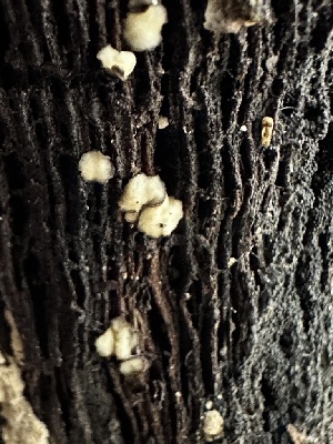  ( - FDS-CA-01964)  @11 [ ] by-nc (2024) Aaron Tupac Fungal Diversity Survey