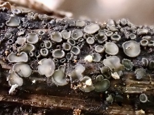  (Mollisia fusca - FDS-CA-04465)  @11 [ ] by-nc (2024) Aaron Tupac Fungal Diversity Survey