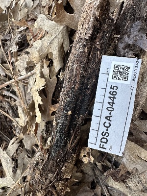  ( - FDS-CA-04465)  @11 [ ] by-nc (2024) Aaron Tupac Fungal Diversity Survey