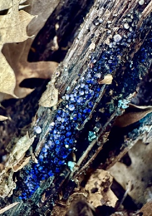  ( - FDS-CA-04465)  @11 [ ] by-nc (2024) Aaron Tupac Fungal Diversity Survey