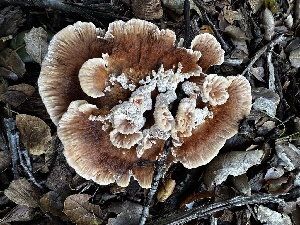  ( - FDS-CA-04338)  @11 [ ] by-nc (2024) Aaron Tupac Fungal Diversity Survey