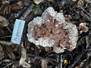  ( - FDS-CA-04338)  @11 [ ] by-nc (2024) Aaron Tupac Fungal Diversity Survey