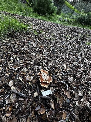  ( - FDS-CA-04338)  @11 [ ] by-nc (2024) Aaron Tupac Fungal Diversity Survey