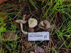  ( - FDS-CA-08392)  @11 [ ] by-nc (2025) Fresno Mycology Society Fungal Diversity Survey