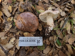  (Tricholoma subannulatum - FDS-CA-08395)  @11 [ ] by-nc (2025) Fresno Mycology Society Fungal Diversity Survey