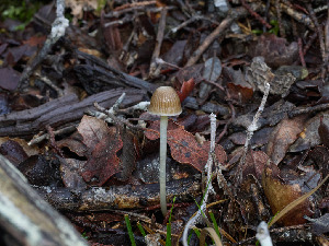  (Mycena sp. epipterygia-CA01 - FDS-CA-07468)  @11 [ ] by (2025) Justin Paulin Fungal Diversity Survey