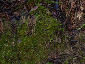  ( - FDS-CA-06673)  @11 [ ] by (2025) Justin Paulin Fungal Diversity Survey