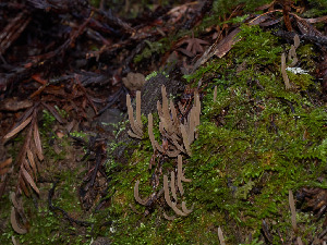  (Clavaria sp. CA15 - FDS-CA-06673)  @11 [ ] by (2025) Justin Paulin Fungal Diversity Survey