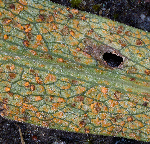  (Coleosporiaceae - FDS-CA-07197)  @11 [ ] by (2025) Justin Paulin Fungal Diversity Survey
