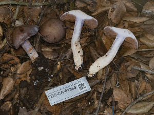  ( - FDS-CA-01369)  @11 [ ] by-nc (2024) Stu Pickell Fungal Diversity Survey