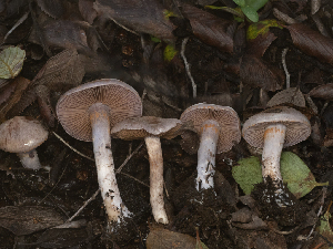  ( - FDS-CA-01416)  @11 [ ] by-nc (2024) Stu Pickell Fungal Diversity Survey