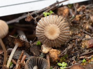  ( - FDS-CA-03657)  @11 [ ] by-nc (2024) Stu Pickell Fungal Diversity Survey