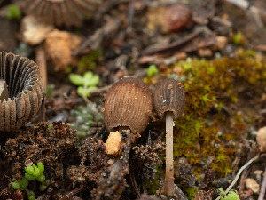  ( - FDS-CA-03657)  @11 [ ] by-nc (2024) Stu Pickell Fungal Diversity Survey
