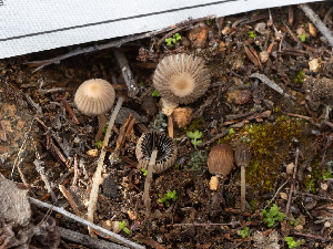  ( - FDS-CA-03657)  @11 [ ] by-nc (2024) Stu Pickell Fungal Diversity Survey