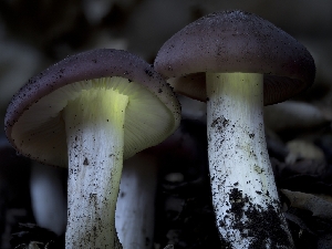  ( - FDS-CA-01367)  @11 [ ] by-nc (2024) Stu Pickell Fungal Diversity Survey