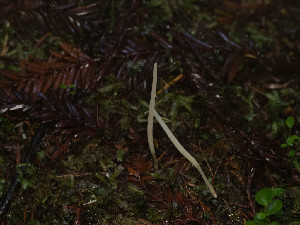  (Clavaria globospora - FDS-CA-06946)  @11 [ ] by-nc (2024) Stu Pickell Fungal Diversity Survey