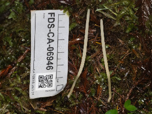  ( - FDS-CA-06946)  @11 [ ] by-nc (2024) Stu Pickell Fungal Diversity Survey