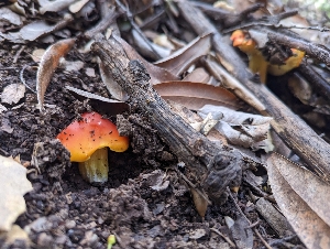  (Hygrocybe acutoconica CA01 - HAY-F-002018)  @11 [ ] Unspecified (default): All Rights Reserved (2023) Stu Pickell FunDiS