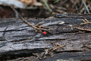  ( - FDS-CA-08759)  @11 [ ] c (2025) Marinna Grijalva Fungal Diversity Survey
