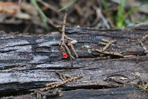  ( - FDS-CA-08759)  @11 [ ] c (2025) Marinna Grijalva Fungal Diversity Survey