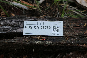 ( - FDS-CA-08759)  @11 [ ] c (2025) Marinna Grijalva Fungal Diversity Survey