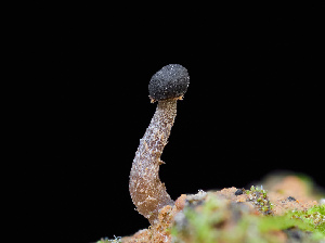  (Sarcoleotia sp. CA01 - FDS-CA-06689)  @11 [ ] by (2025) Justin Paulin Fungal Diversity Survey
