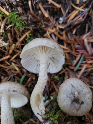  (Hygrophorus pustulatoides - HAY-F-000622)  @11 [ ] Unspecified (default): All Rights Reserved (2023) Mandy Hackney FunDiS