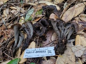  (Craterellus calicornucopioides - HAY-F-000653)  @11 [ ] Unspecified (default): All Rights Reserved (2023) Mandy Hackney FunDiS