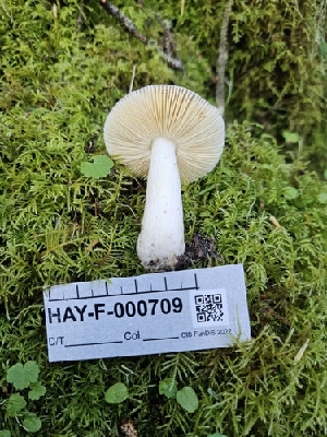  (Russula zelleri - HAY-F-000709)  @11 [ ] Unspecified (default): All Rights Reserved (2023) Mandy Hackney FunDiS