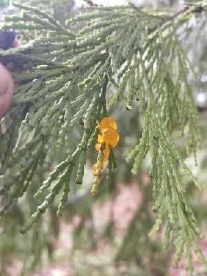  ( - HAY-F-000911)  @11 [ ] cc-by-nc (2023) Warren Cardimona FunDiS