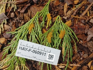  ( - HAY-F-000911)  @11 [ ] cc-by-nc (2023) Warren Cardimona FunDiS