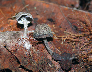  (Cantharellus hystrix - 1962 AMV)  @11 [ ] CreativeCommons - Attribution Non-Commercial Share-Alike  Aida Vasco-P. Unspecified