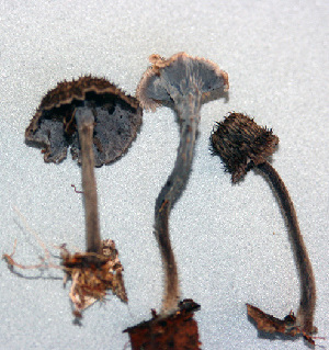  (Cantharellus atratus - 1992 AMV)  @11 [ ] CreativeCommons - Attribution Non-Commercial Share-Alike  Aida Vasco-P. Unspecified
