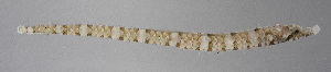  ( - FUT-321)  @11 [ ] CreativeCommons  Attribution Non-Commercial (by-nc) (2016) Unspecified Smithsonian Institution National Museum of Natural History